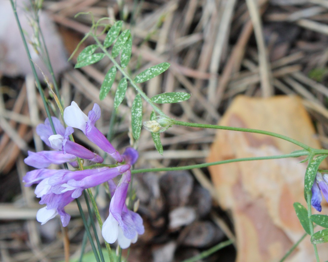 Изображение особи Vicia villosa.