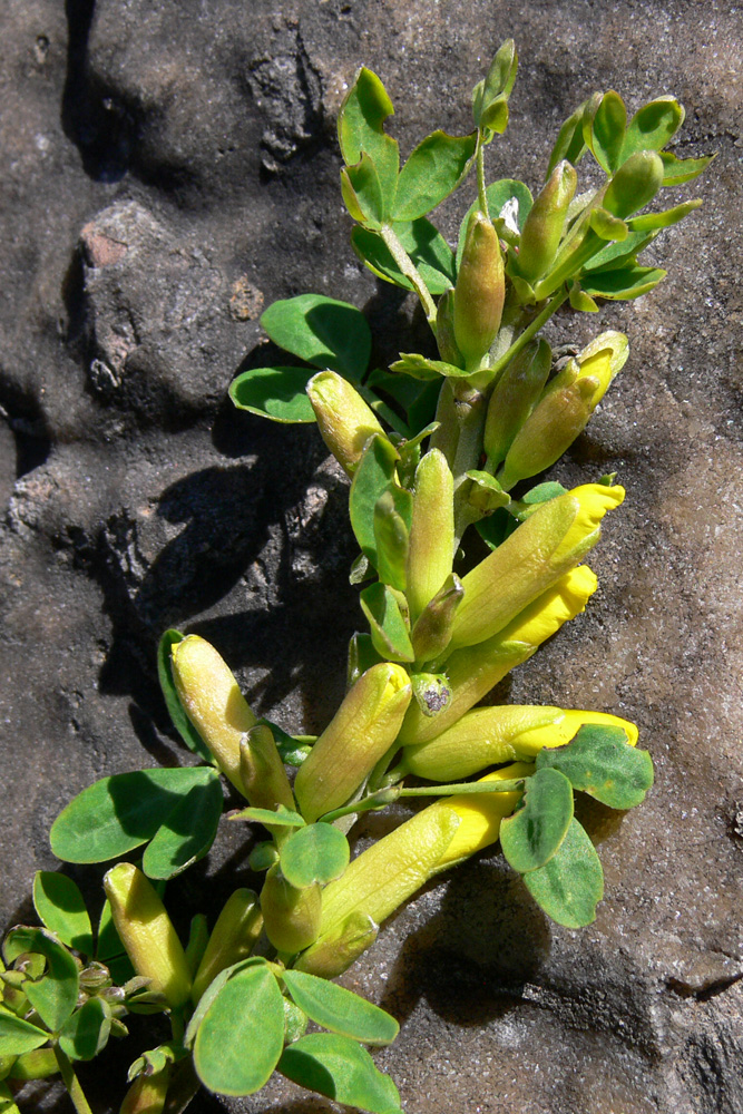 Изображение особи Chamaecytisus ruthenicus.