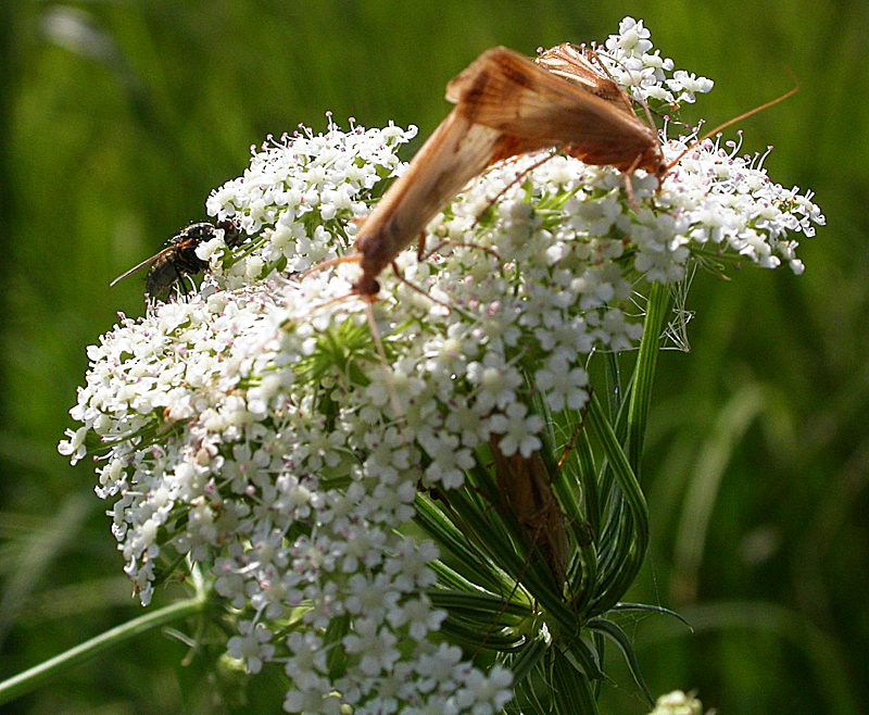 Image of Sium suave specimen.