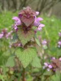 View full-size image Lamium purpureum