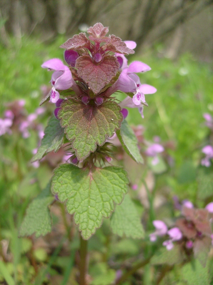 Изображение особи Lamium purpureum.