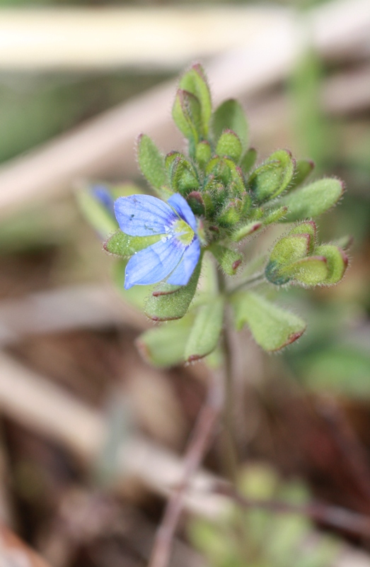 Изображение особи Veronica triphyllos.