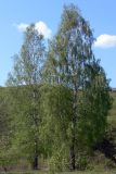 Betula pendula. Взрослые деревья. Свердловская обл., окр. г. Североуральск, около ск. Грюнвальдта, разнотравный луг. 29.05.2011.