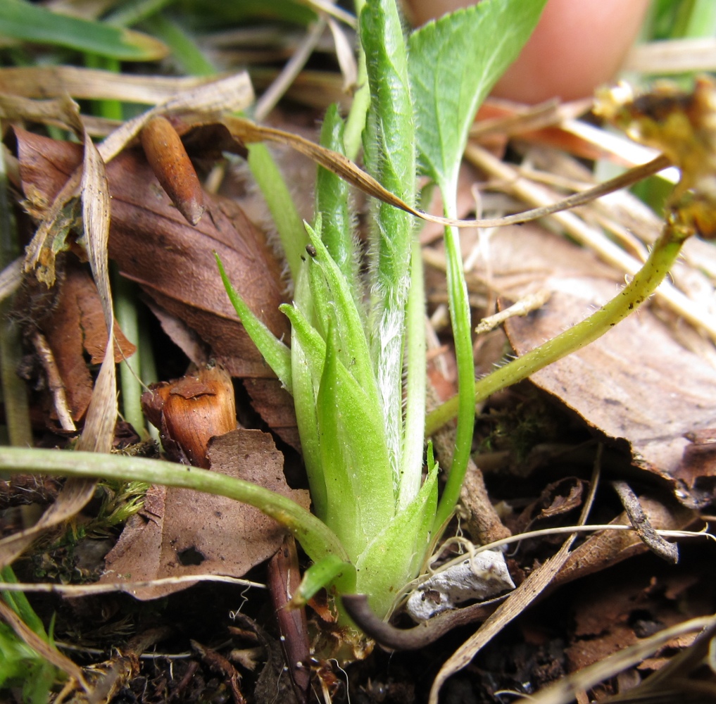 Image of Viola hirta specimen.