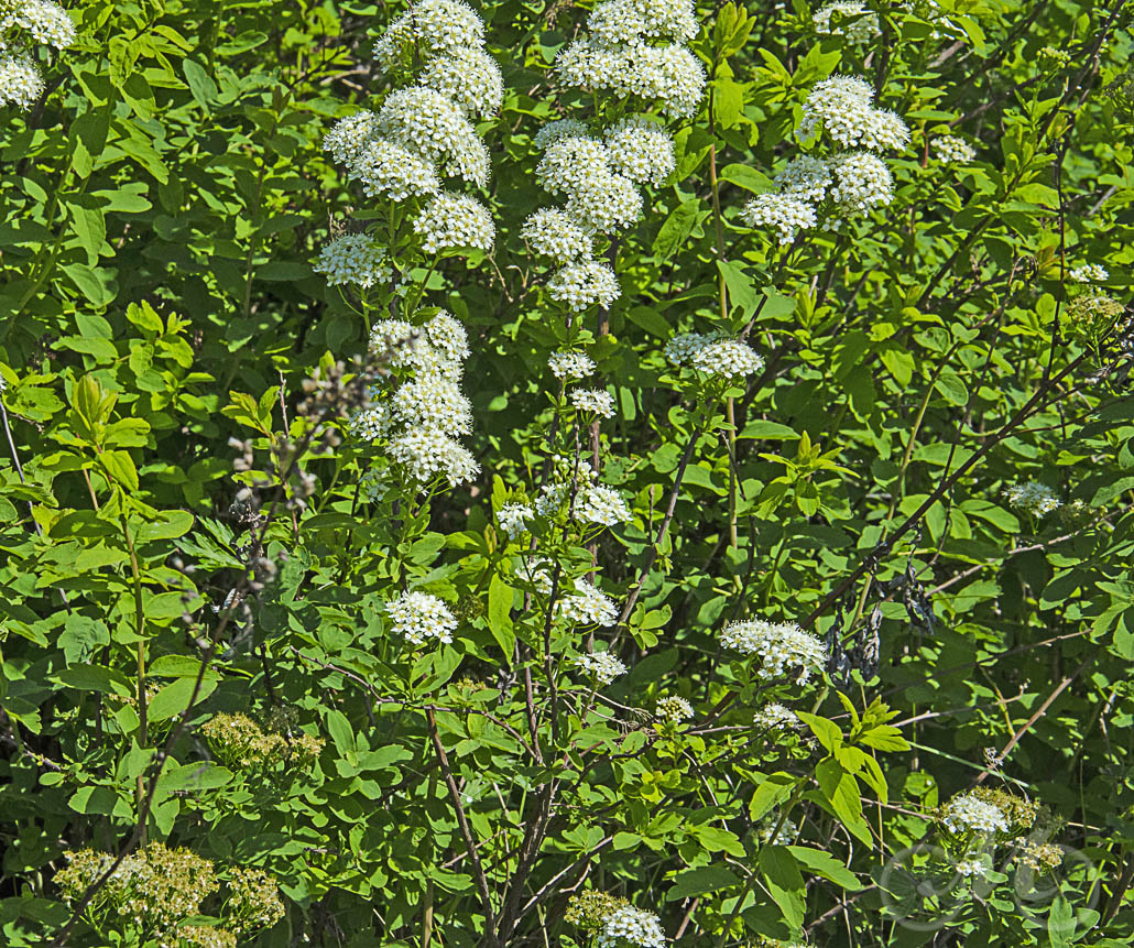 Image of Spiraea media specimen.