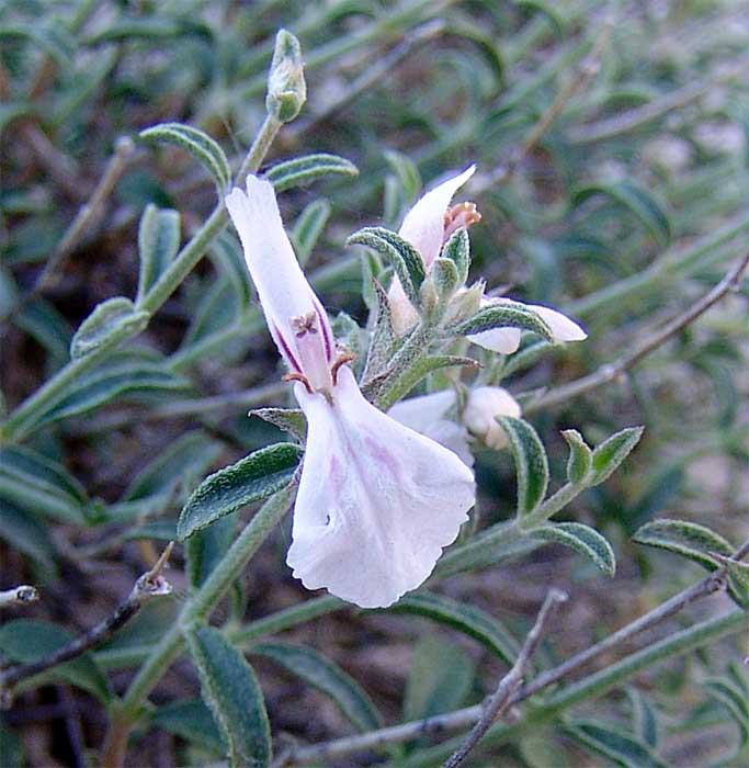 Изображение особи Stachys fruticulosa.