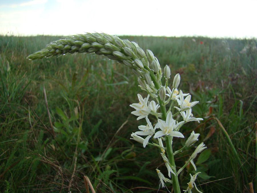 Изображение особи Ornithogalum ponticum.