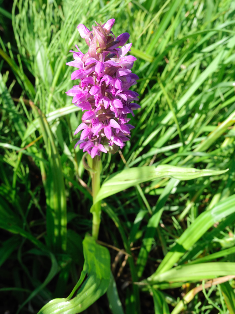 Изображение особи Dactylorhiza incarnata.