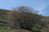 Celtis caucasica