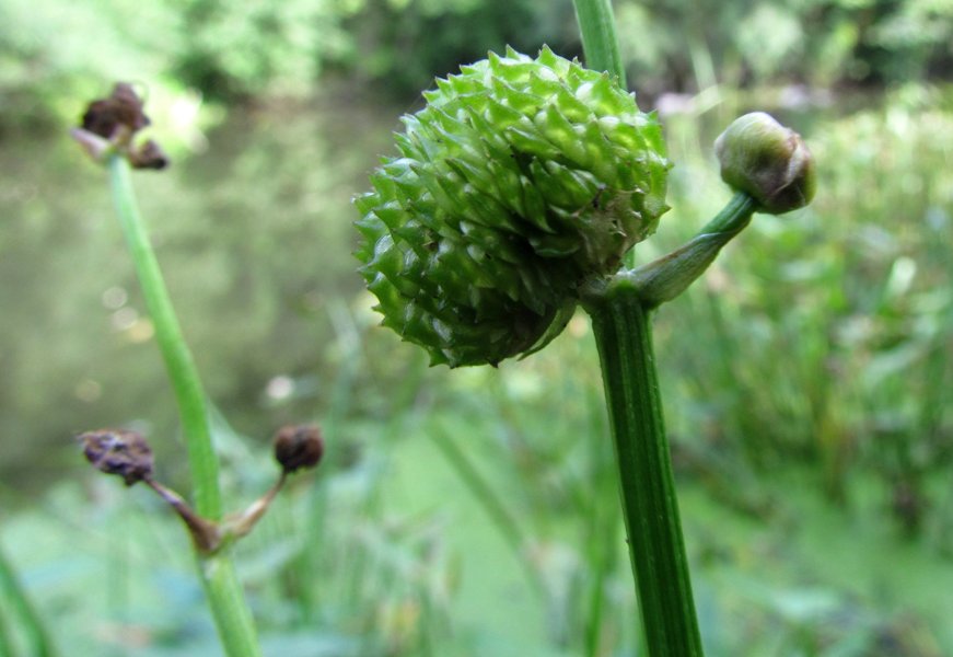 Image of Sagittaria sagittifolia specimen.