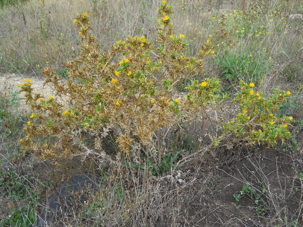 Image of Scolymus hispanicus specimen.