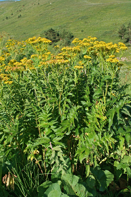 Image of Senecio othonnae specimen.