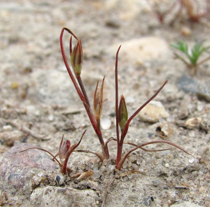 Image of Juncus minutulus specimen.