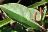 genus Lonicera. Лист и бутоны. Индия, горы Кумаон, Binsar Wildlife Sanctuary, штат Уттараканд. 25.09.2012.