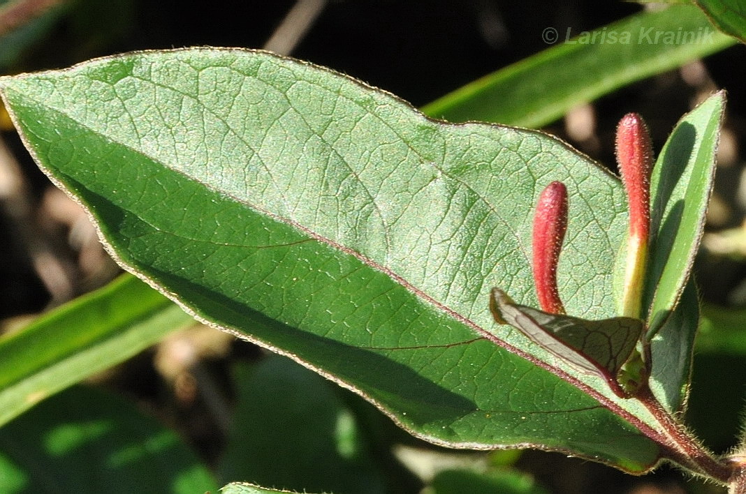 Image of genus Lonicera specimen.