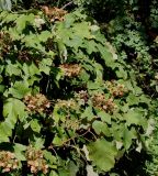 Hydrangea quercifolia. Верхняя часть кроны отцветающего растения. Германия, г. Krefeld, ботанический сад. 16.09.2012.