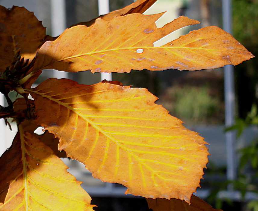 Изображение особи Quercus pontica.