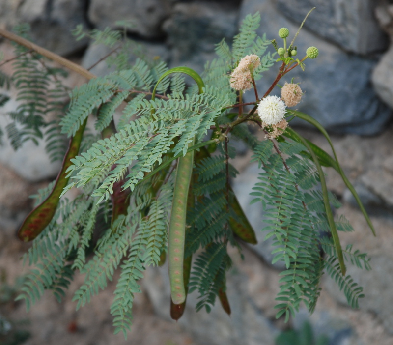 Image of Leucaena leucocephala specimen.