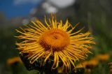 Inula grandiflora