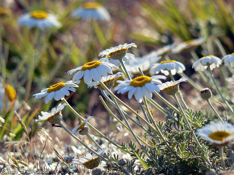 Изображение особи Anthemis dubia.