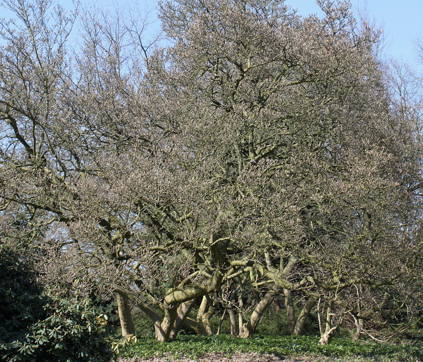 Image of Magnolia &times; soulangeana specimen.