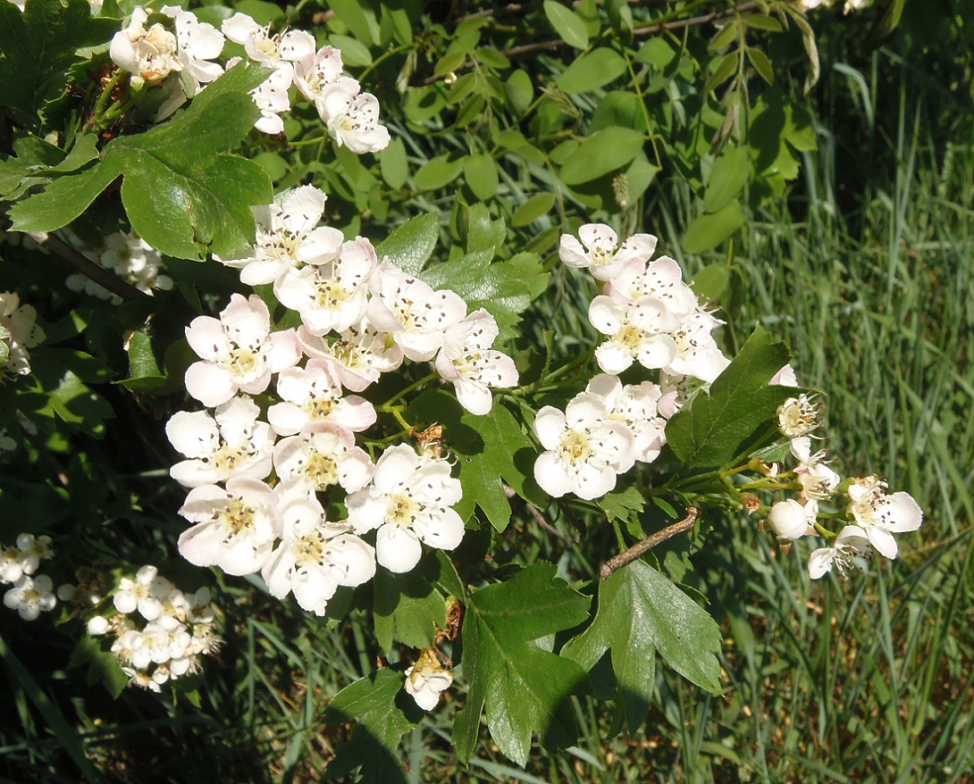 Image of Crataegus monogyna specimen.