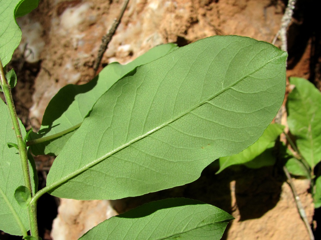 Изображение особи Salix hastata.