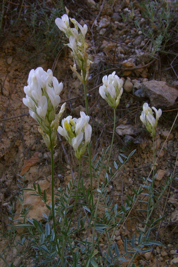 Image of Astragalus glaucus specimen.