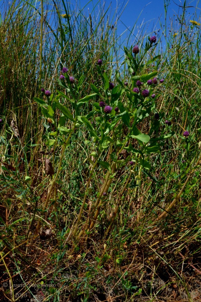 Image of Sphaeranthus strobilifer specimen.