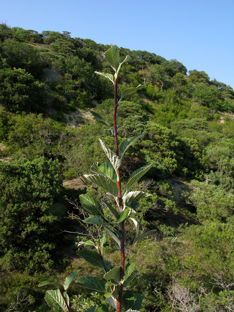 Image of Sorbus taurica specimen.