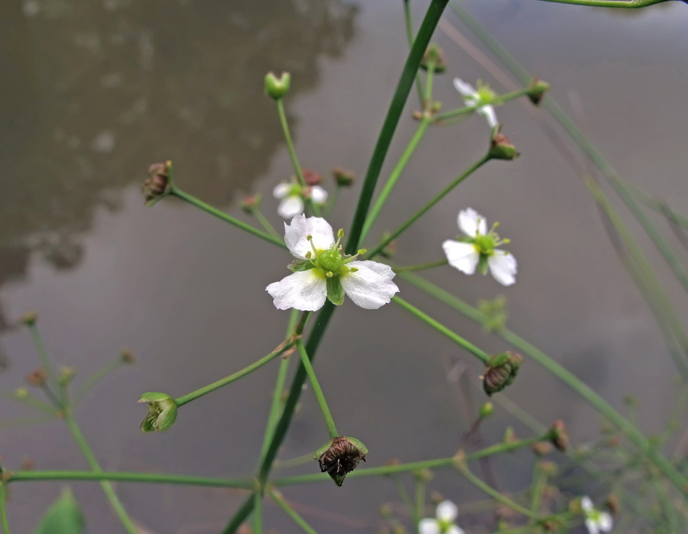 Image of Alisma plantago-aquatica specimen.