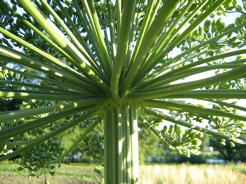 Image of Heracleum stevenii specimen.