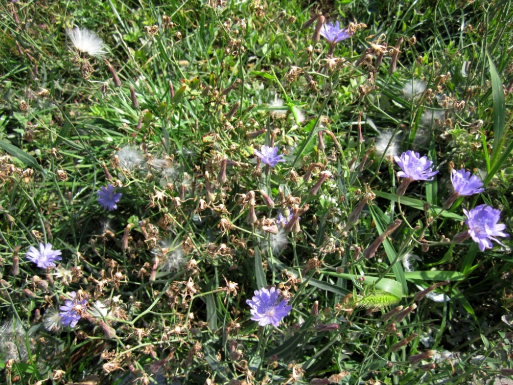 Image of Lactuca tatarica specimen.