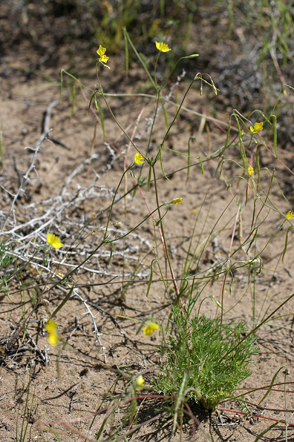 Image of Hypecoum parviflorum specimen.