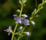 Veronica officinalis