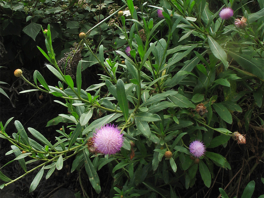 Image of Cheirolophus canariensis ssp. subexpinnatus specimen.