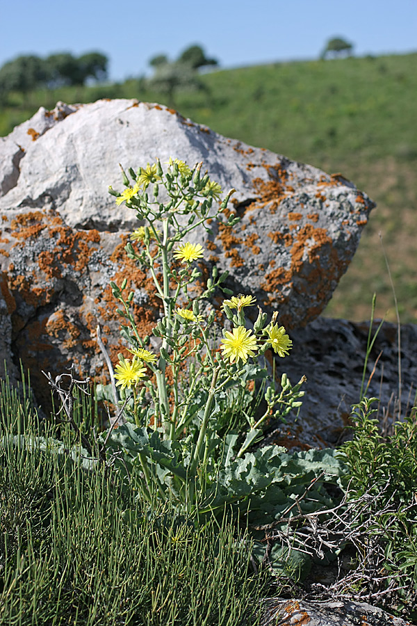 Изображение особи Steptorhamphus crassicaulis.