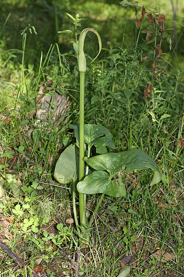 Image of Arum korolkowii specimen.