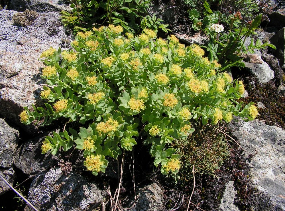 Image of Rhodiola rosea specimen.