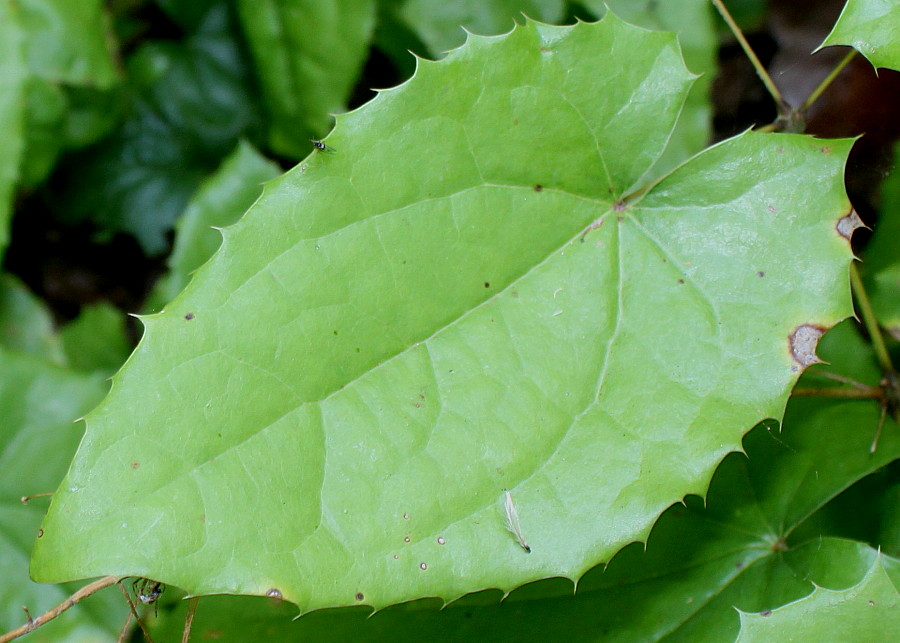 Image of Epimedium stellulatum specimen.