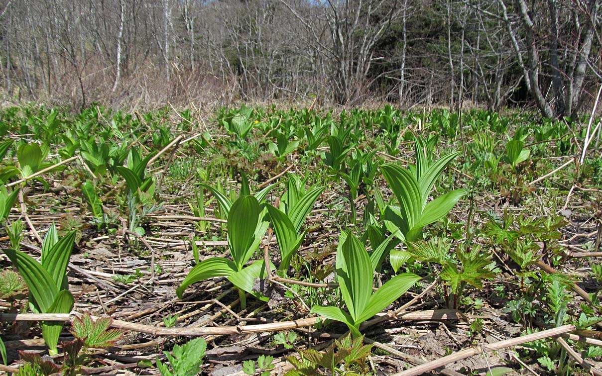 Image of Veratrum grandiflorum specimen.