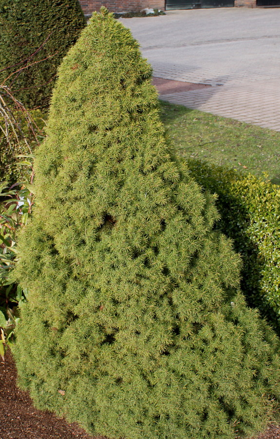 Image of Picea glauca specimen.