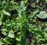 Cirsium setosum