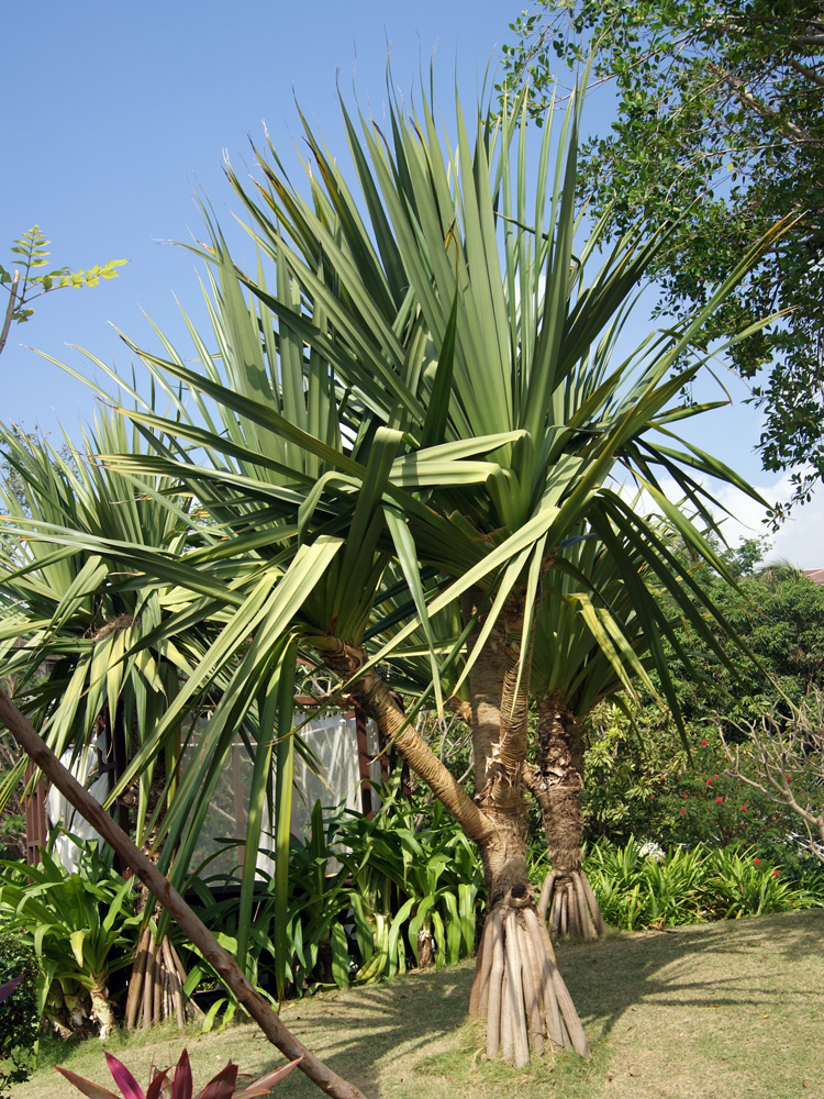 Изображение особи род Pandanus.