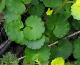 Chrysosplenium alternifolium. Листья. Украина, Киев, заказник \"Лесники\", лесная дорога, идущая через понижение в грабовом лесу. 6 апреля 2014 г.