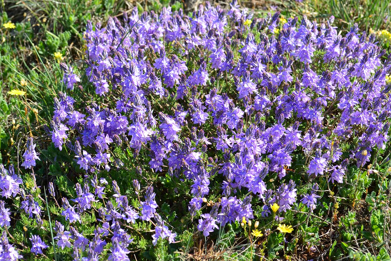 Image of Veronica capsellicarpa specimen.