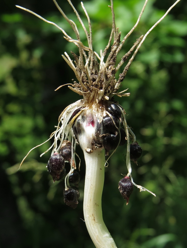 Image of Allium rotundum specimen.