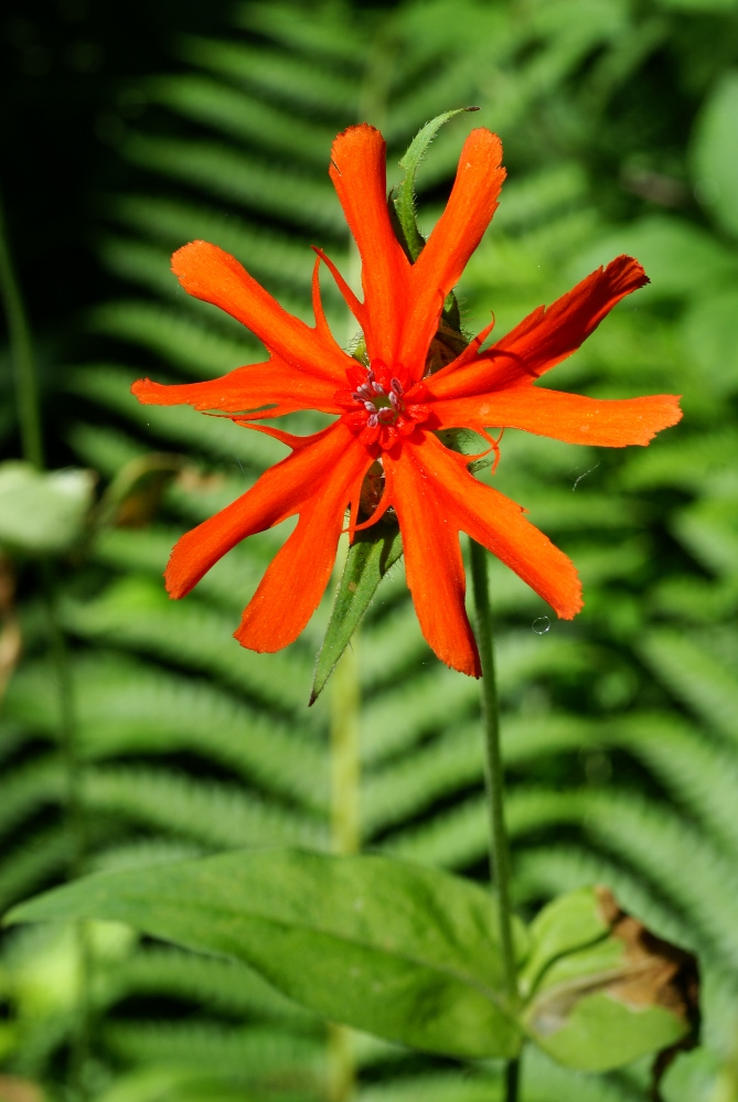 Image of Lychnis fulgens specimen.