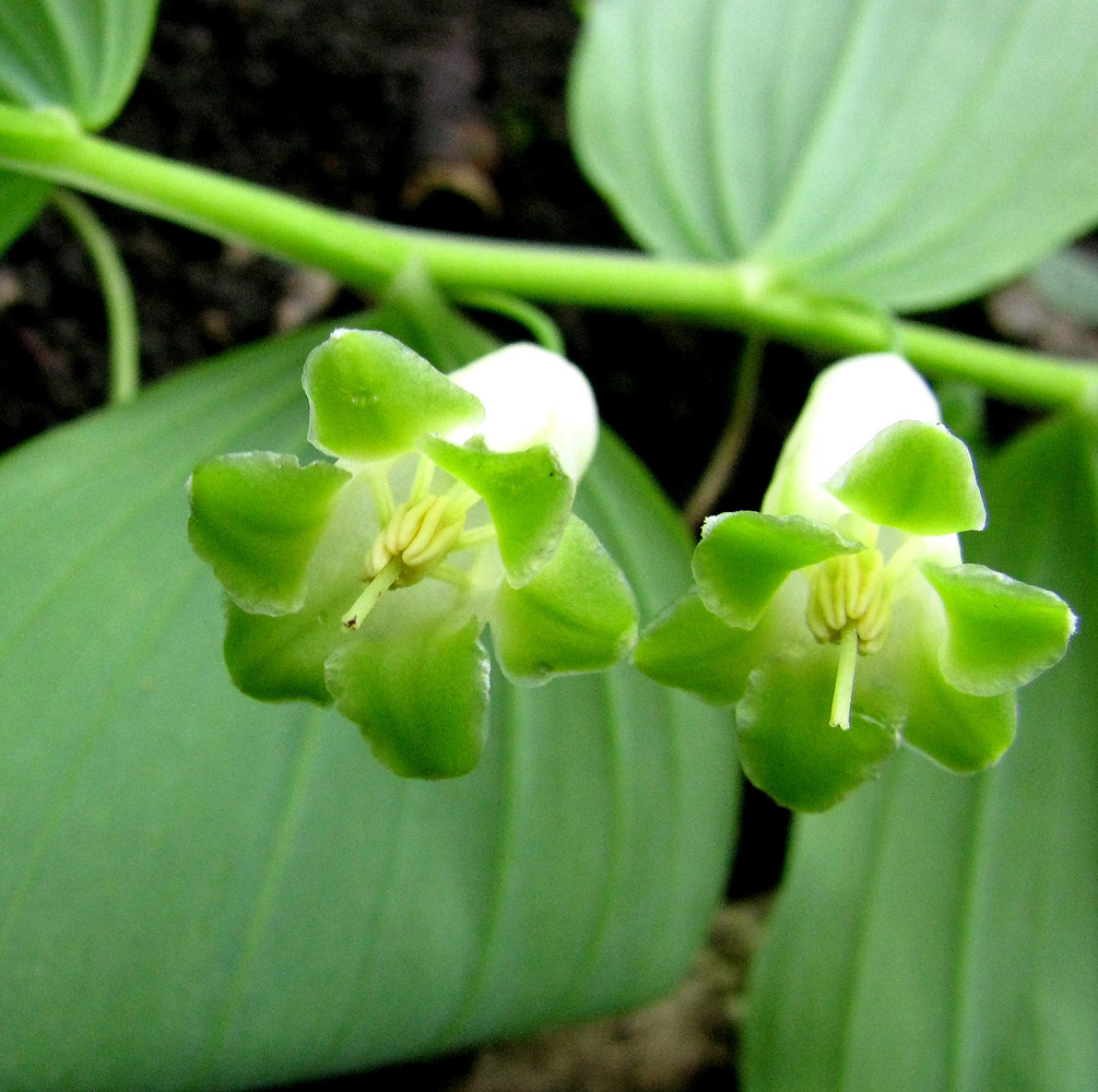 Изображение особи Polygonatum glaberrimum.