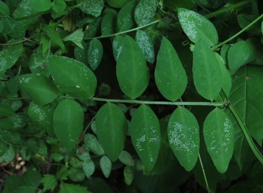 Изображение особи Vicia dumetorum.